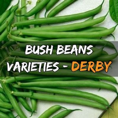 The Best Varieties of Bush Beans to Grow in Your Home Garden | Grow Your Own Garden