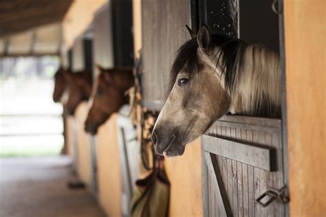 Ocala, the Horse Capital of the World | Black Diamond Luxury Transportation