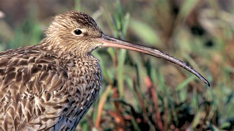 BBC Radio 4 - A Guide to Coastal Birds, Estuaries