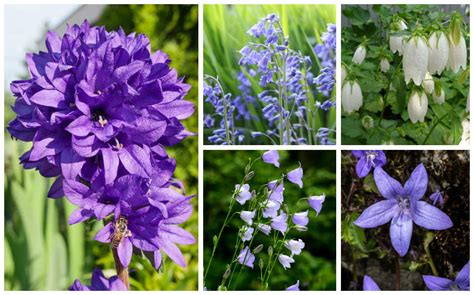 10 Different Types of Bellflower Varieties - Garden Lovers Club