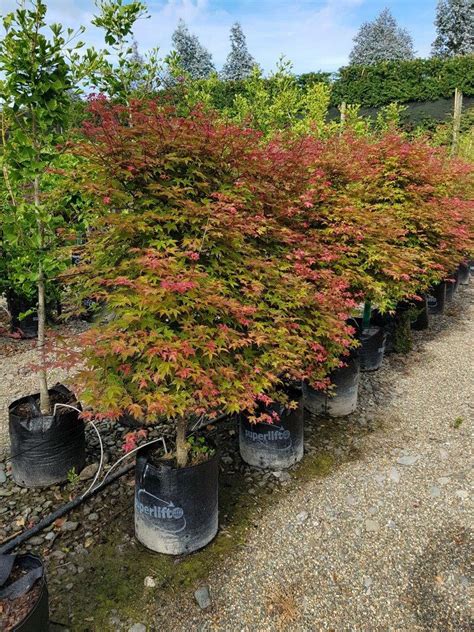 ACER Shindeshojo | Japanese Maple | Easy Big Trees | NZ