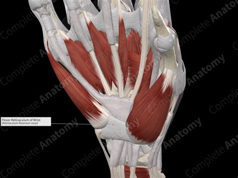 Flexor Retinaculum of Wrist | Complete Anatomy