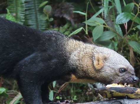 tayra | Mammals, Animals, Animal kingdom