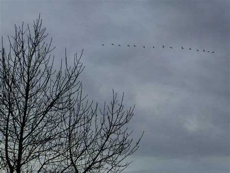 Wild geese flying in formation © Kenneth Allen cc-by-sa/2.0 :: Geograph ...