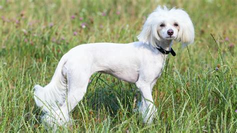 Chinese Crested: A Guide to This Affectionate and Playful Breed - PetHelpful