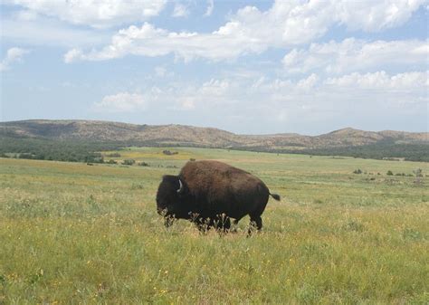 Bison at Wichita Mountains Animal Refuge | Cute animals, Animals, Wichita mountains