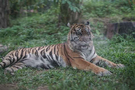 Harimau Sumatera | Gembira Loka Zoo