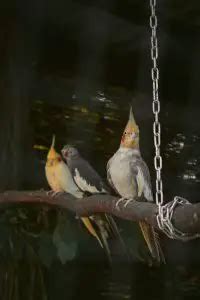 Can Cockatiels Talk? 2 Tips to Get Your Cockatiels Talking - Dr Cockatiel