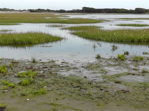 On the landward side an area of 30 hectares of salt marsh has been formed between East Head and ...