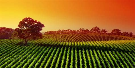 HD wallpaper: Sunset, Vineyard, Landscape, Agriculture, 4K, plant, field | Wallpaper Flare