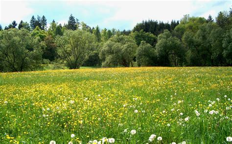 Pretty Meadow wallpaper | 1920x1200 | #27333