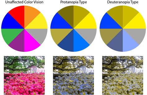 Color Blindness Comparison Pictures