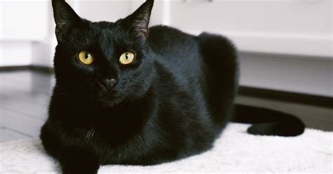 Vì sao mèo đen thường được coi là biểu tượng của những điềm xấu, xui xẻo