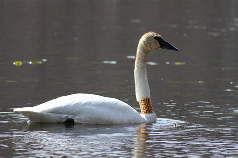 Trumpeter Swans with 'captive' neck-collars in PA by Alex Lamoreaux | Nemesis Bird