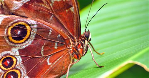 4K Macro Brown Butterfly Close Up, Antenna and Leaf 1305678 Stock Video at Vecteezy