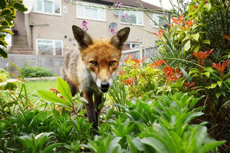 6 Images Animal Droppings In Garden Uk And View - Alqu Blog