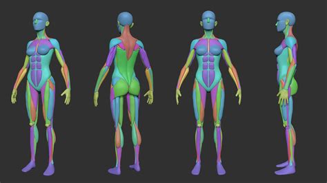 ArtStation - Simplified Anatomy Basemesh - 3-Pack | Resources