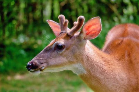 Young Buck With Velvet Covered Antlers Photograph by Laura Vilandre ...