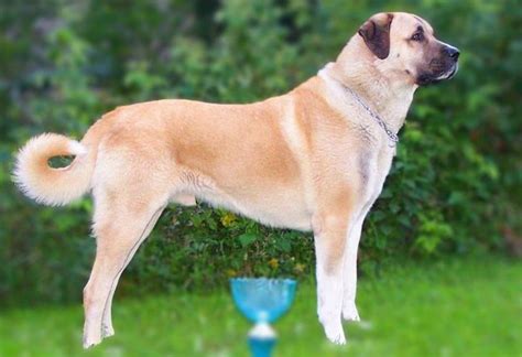 21 Best Guard Dog Breeds List of 2020