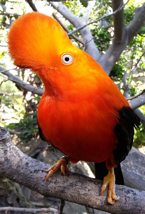 The Cock-of-the-rock is the national bird of Peru. : r/birdfacts