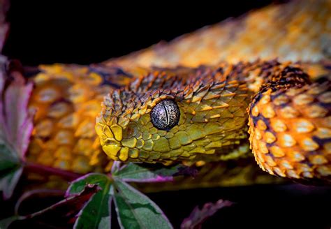 Atheris squamigera, variable bush viper re-edit por Darrell Raw - Foto 223816069 / 500px ...