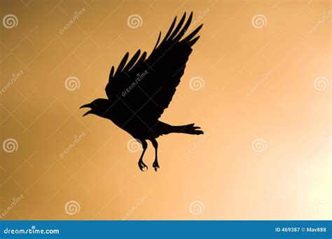 Crow flying Silhouette stock image. Image of wildlife, beak - 469387