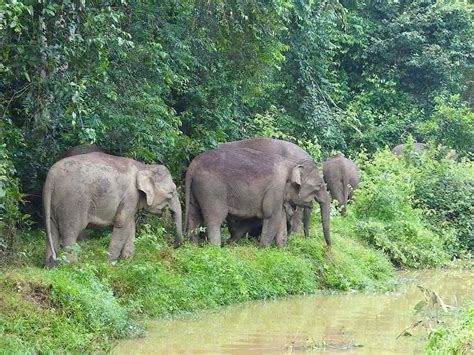 4 Best Places to See Pygmy Elephants in Borneo