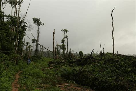 Why deforestation means less rain in tropical forests : NPR