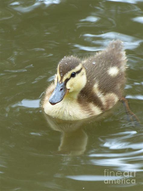 Baby Duckling in A Pond Photograph by Christine Stack - Fine Art America