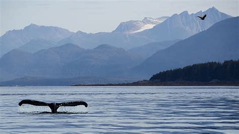 Alaska Wildlife - Alaska Animals & Marine Life - Princess Cruises