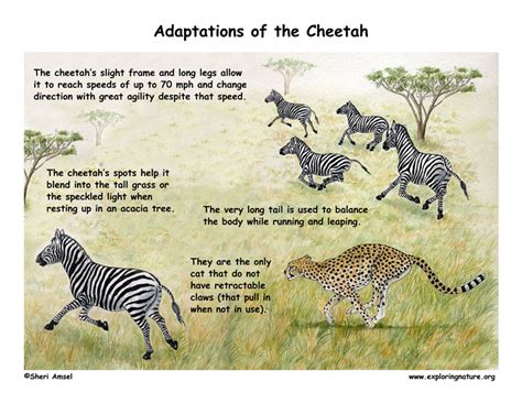 Adaptations of the Cheetah