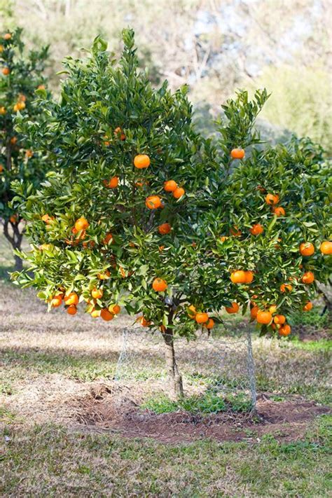 Citrus reticulata. Mandarin orange/Tangerine. Non-native, evergreen ...