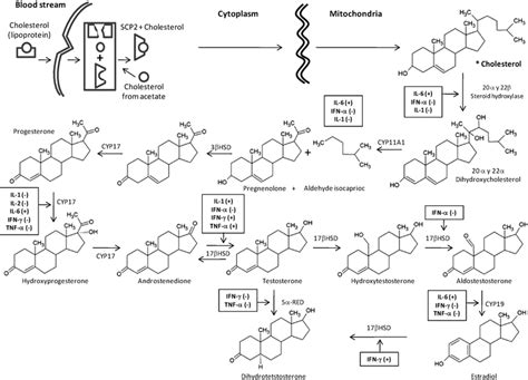 Role of cytokines in the regulation of steroidogenesis. Different... | Download Scientific Diagram