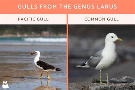 10+ Different Types of Seagulls - Sea Gull Types With Photos