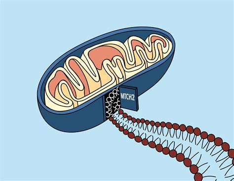 A 'door' into the mitochondrial membrane