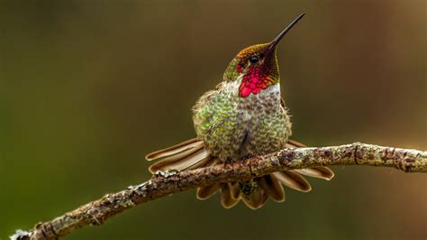 Free download Hummingbird Desktop Background WeNeedFun [1920x1080] for ...