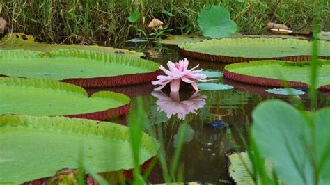 Victoria Regia - the national flower of Guyana | Гайана | Guyana ...