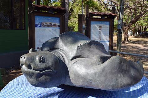 Las Baulas National Marine Park Costa Rica Central America, South America, Largest Sea Turtle ...