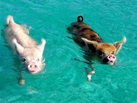 Visit Pig Beach, Bahamas: Tiny Swimming Pigs of Pig Beach | Swimming pigs, Pig beach, Animals