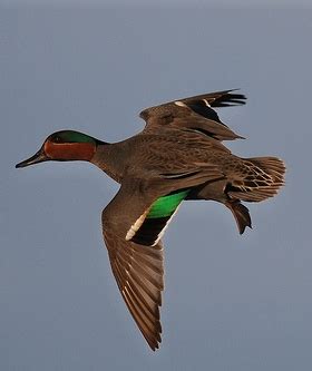 SCDNR - Species: Green-winged Teal