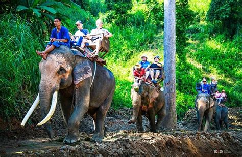 สื่อนอกเตือน "ท่องเที่ยวขี่ช้าง" ทารุณกรรมช้างไทยสันหลังผิดรูป