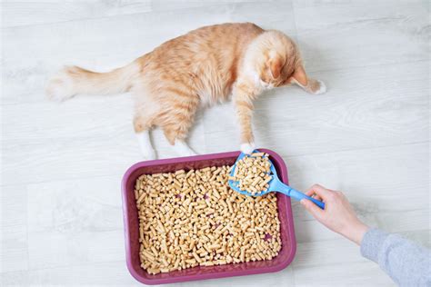 Pros And Cons Of Using Wood Pellets For Cat Litter + Products