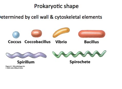 Coccobacilli Shape