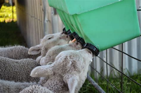 Sunnyside Farm Fun: Day 2/31 ~ Those poddy lambs