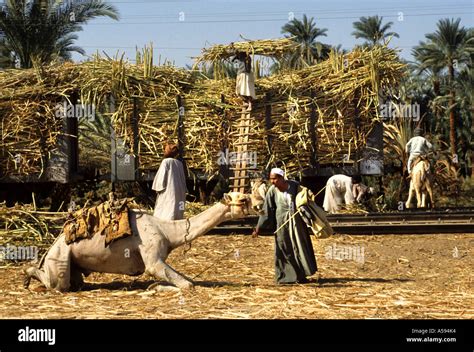 Nile River Egypt Farm Farmer agriculture field camel train sugar Stock ...