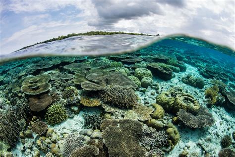 A Guide to Diving in Wakatobi