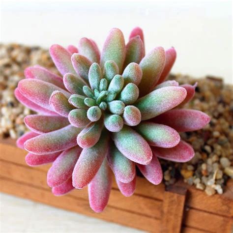 Colorful Faux Succulents Artificial Succulents for DIY | Etsy