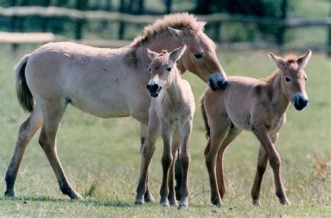 Scientists reconstruct genome of 800,000-years-old horse after extracting DNA from fragment of ...