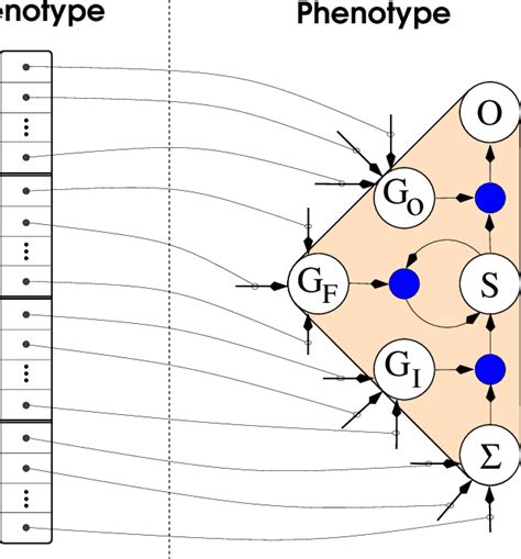 Genotype-Phenotype mapping. Each chromosome (genotype, left) in a... | Download Scientific Diagram