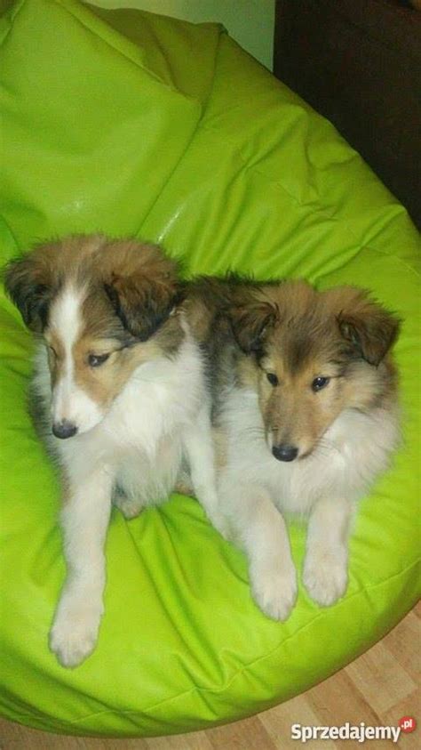 Owczarki Szkockie Collie (LESSI:) Smarżowa - Sprzedajemy.pl